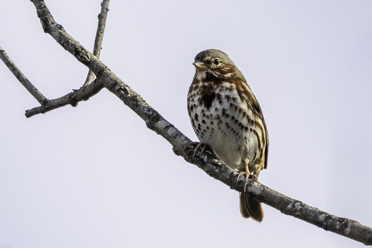 strnadec kaštanový - ML646187296