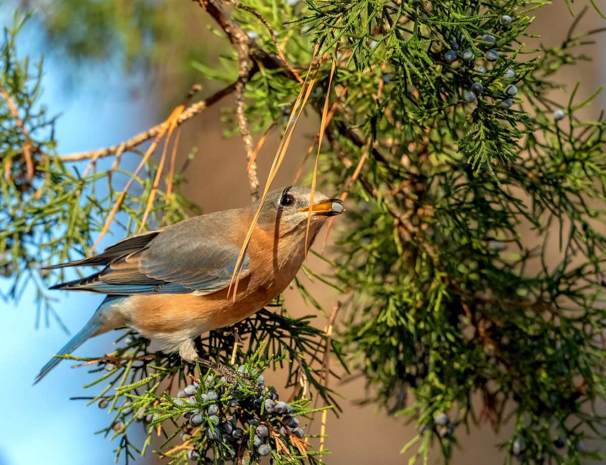 Azulejo Oriental - ML646187301