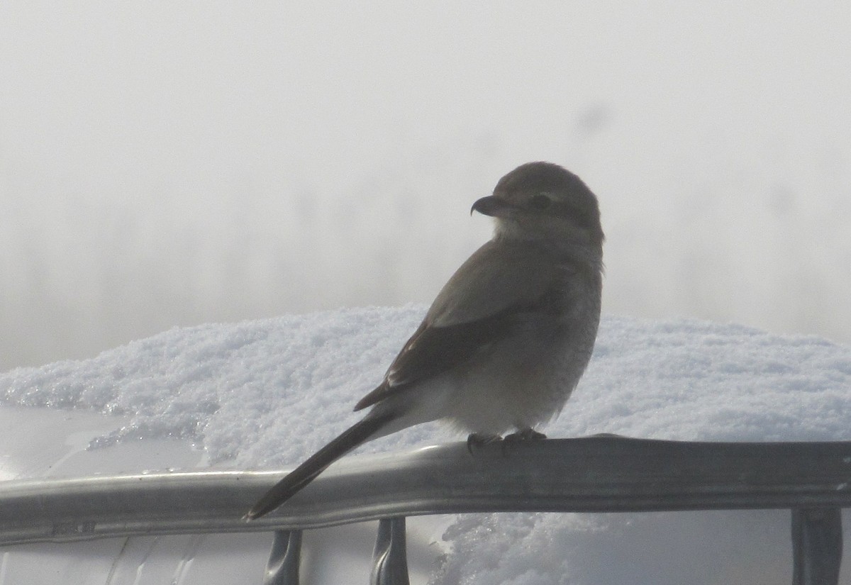 Northern Shrike - ML646187306