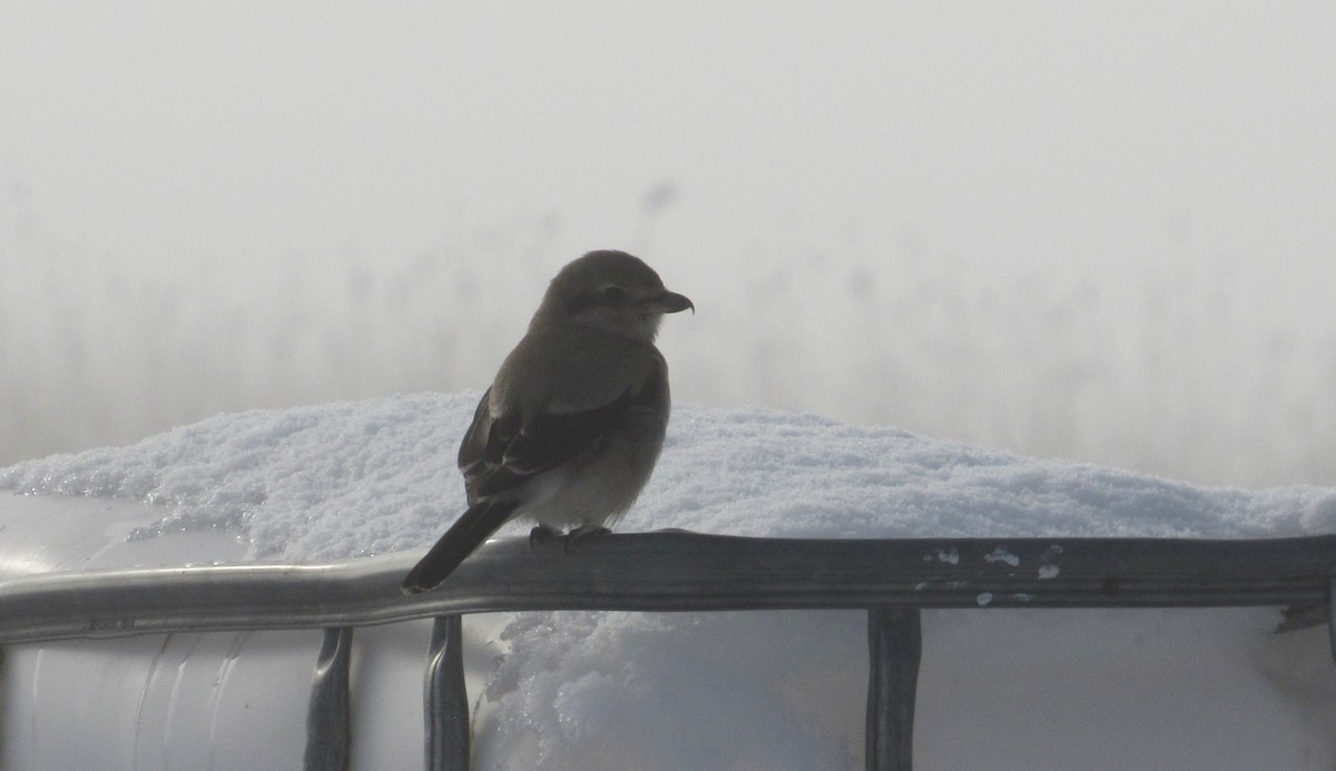 Northern Shrike - ML646187310