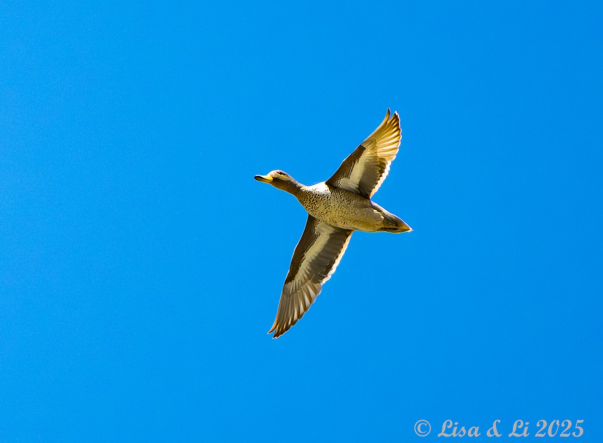 Ahate ziri-buztana - ML646187311