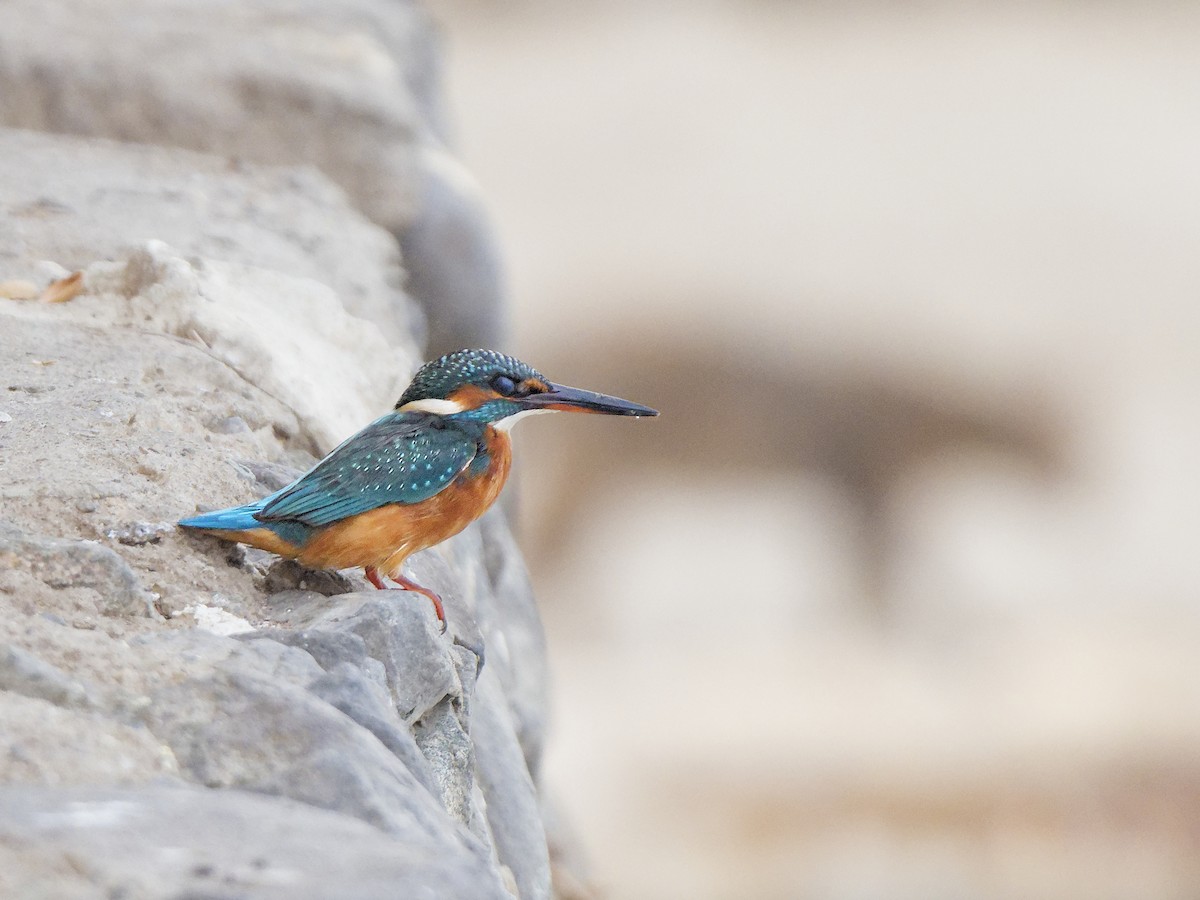 Номин шогшир - ML646187314