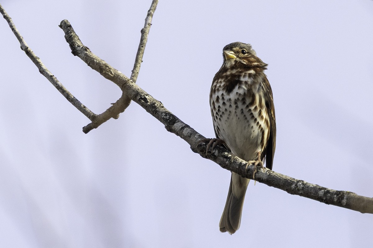 strnadec kaštanový - ML646187315