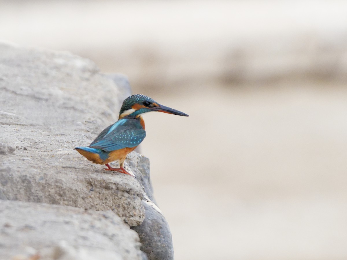 Номин шогшир - ML646187323