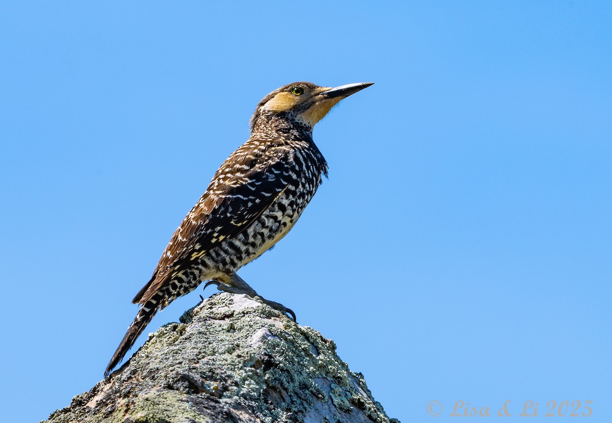 Pic du Chili - ML646187324