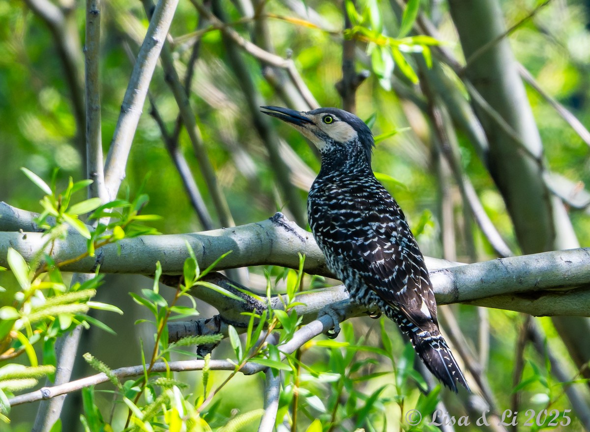 Pic du Chili - ML646187325