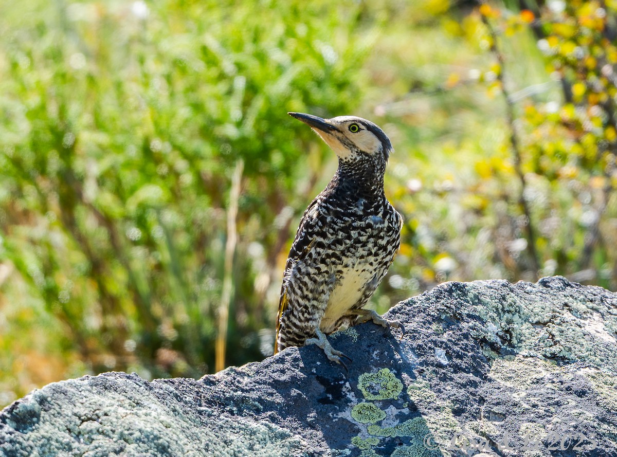 Pic du Chili - ML646187326