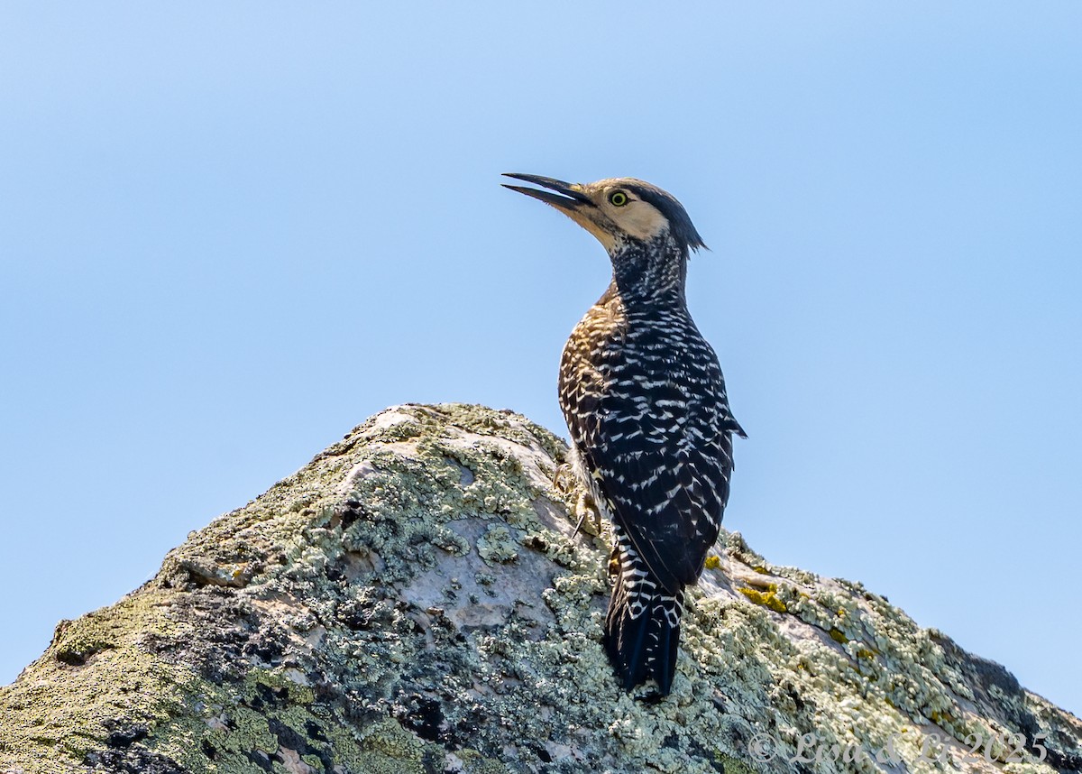 Pic du Chili - ML646187327