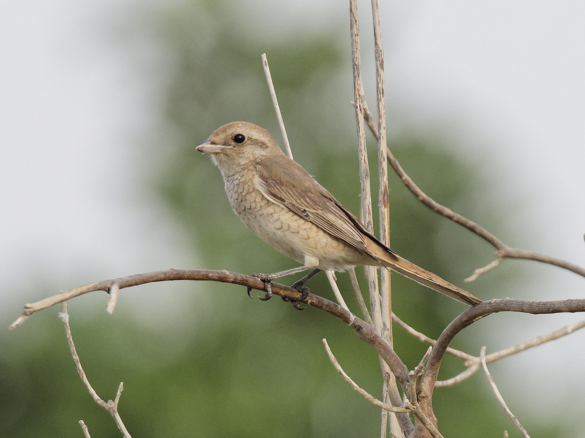 isabellavarsler (isabellinus) - ML646187331