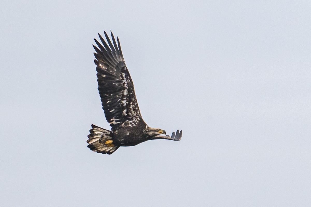 Bald Eagle - ML646187334