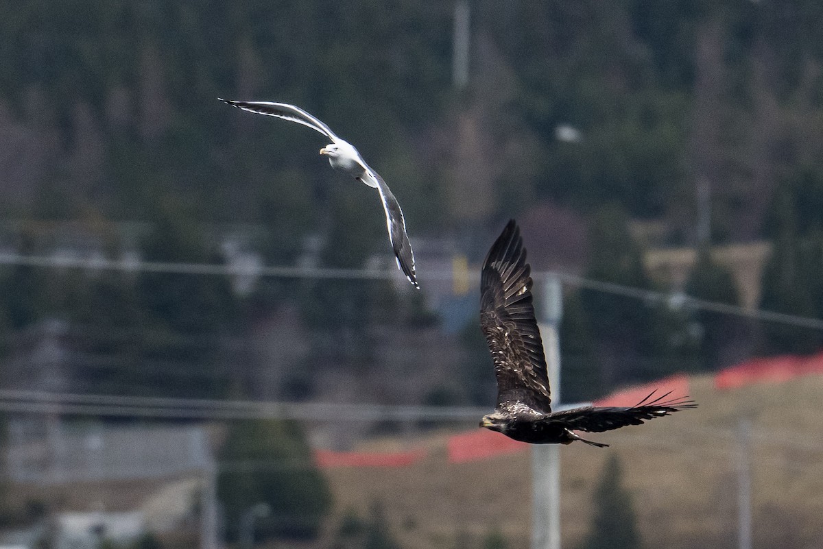 Bald Eagle - ML646187336