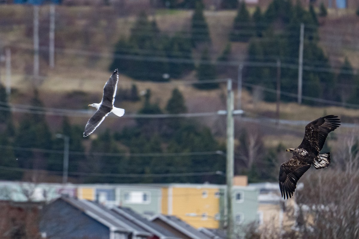 Bald Eagle - ML646187337