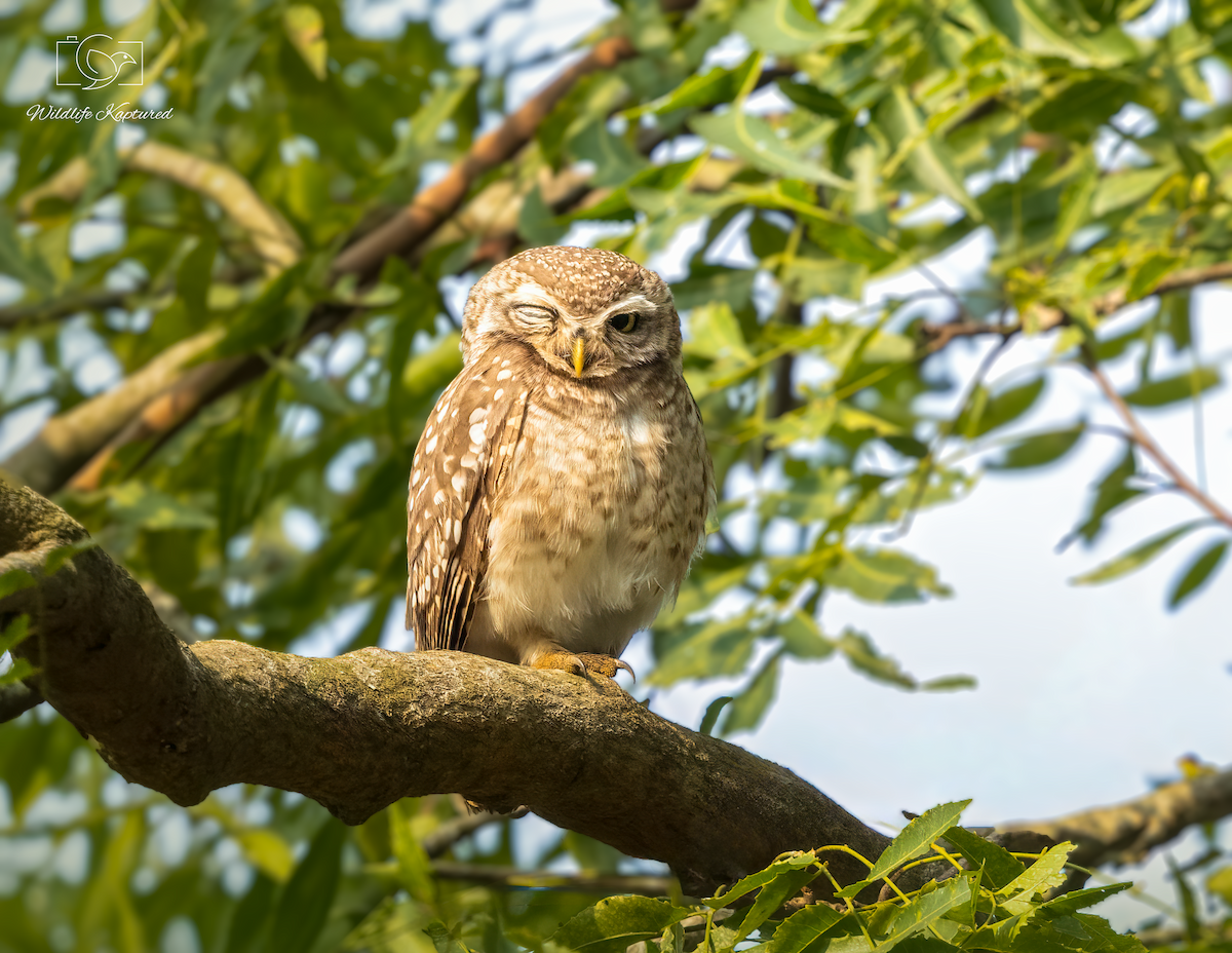 Spotted Owlet - ML646187344