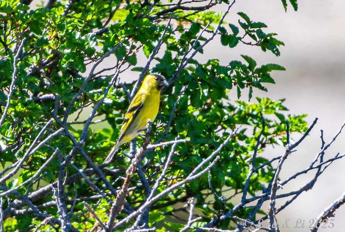 Black-chinned Siskin - ML646187345