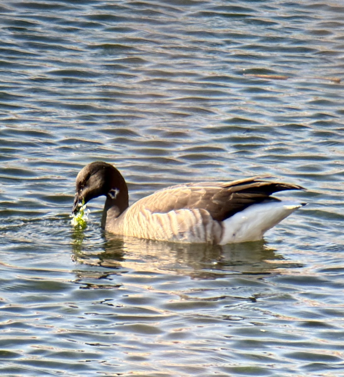 Bernache cravant - ML646187350