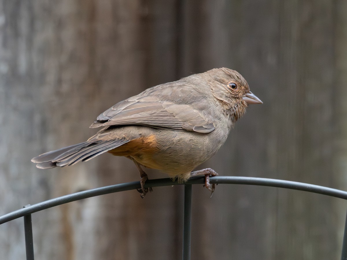 California Towhee - ML646187351