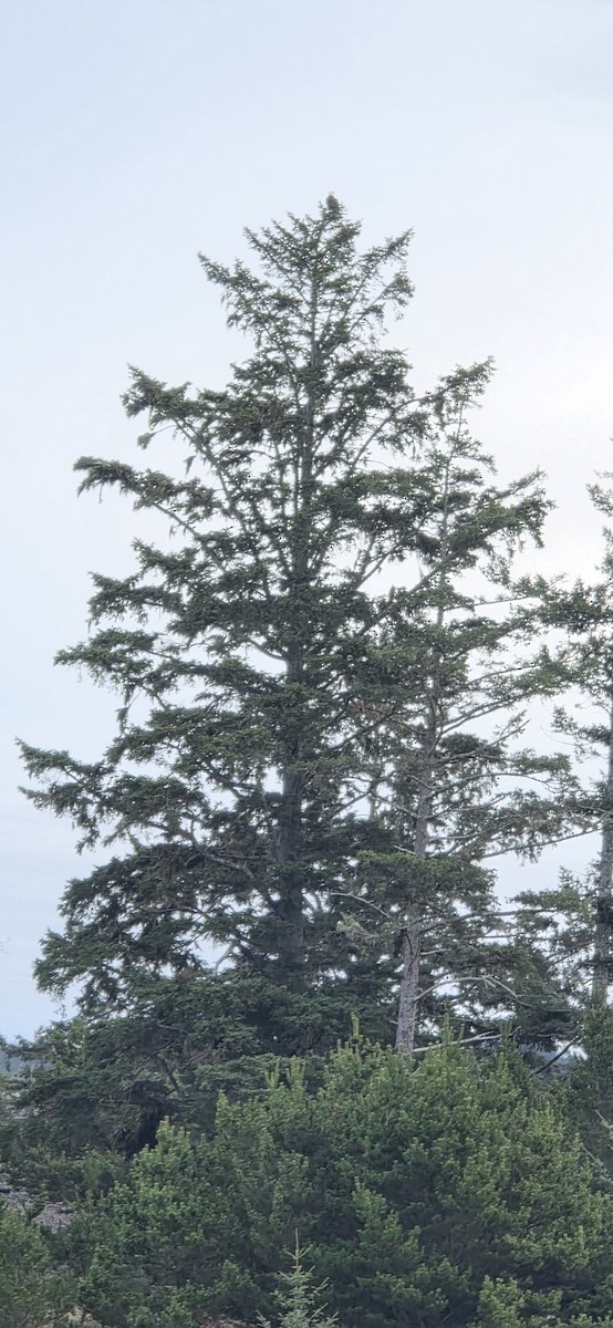 Bald Eagle - ML646187354