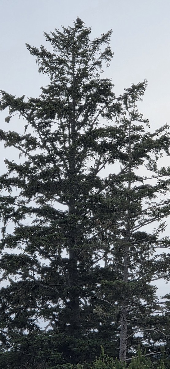 Bald Eagle - ML646187355