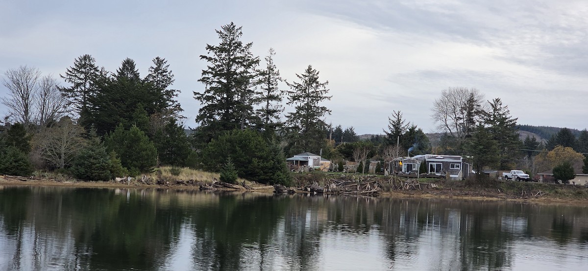 Bald Eagle - ML646187356