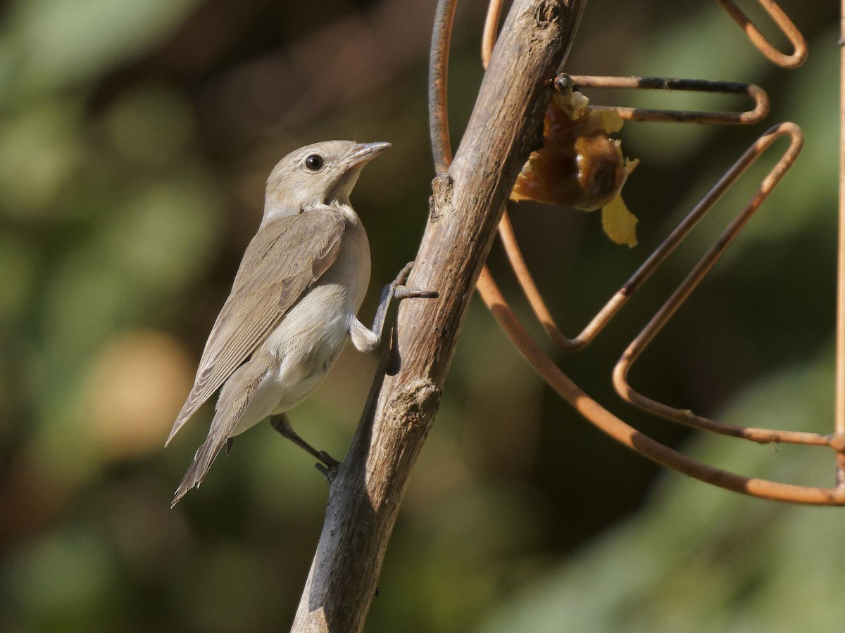 Бутны зэржгэнэ - ML646187359