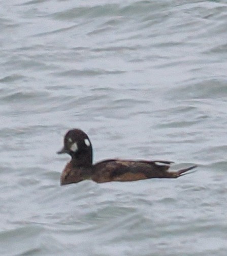Harlequin Duck - ML646187361