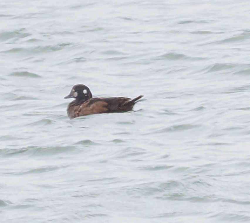 Harlequin Duck - ML646187362