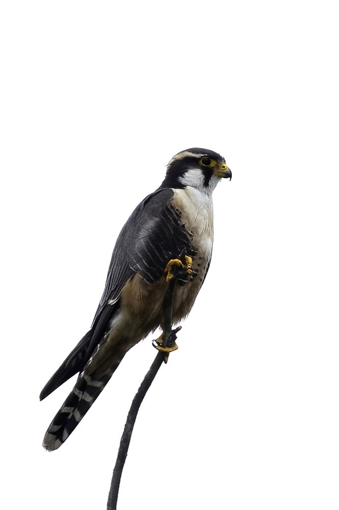 Aplomado Falcon - ML646187365