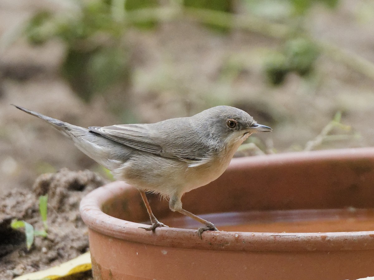 Menetries's Warbler - ML646187370