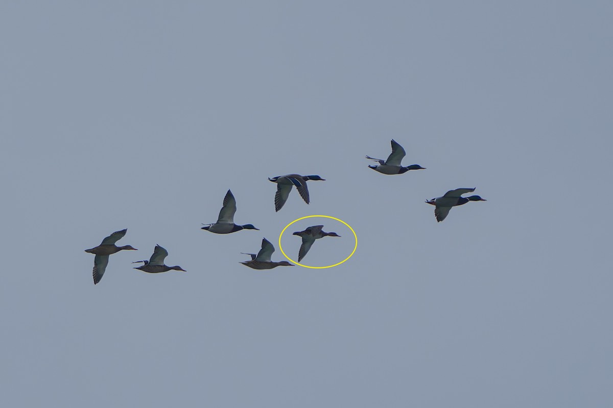 Ipar-ahatea - ML646187371