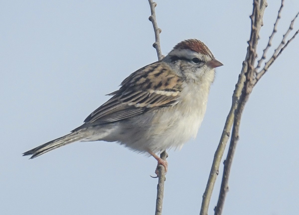 Chipping Sparrow - ML646187373