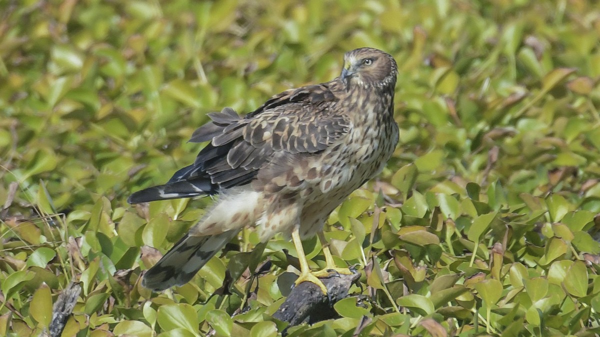Northern Harrier - ML646187375