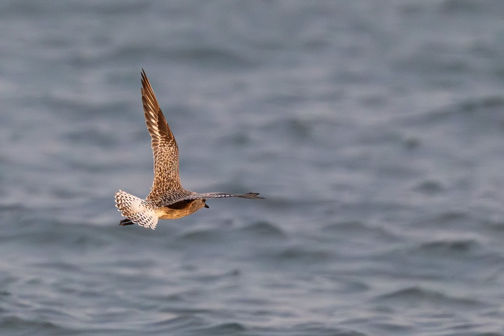 חופזי מנומר - ML646187382