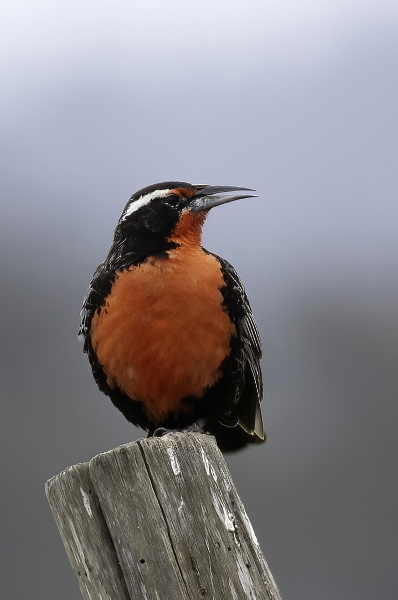 Long-tailed Meadowlark - ML646187384
