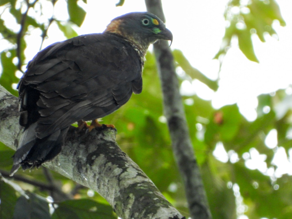 hákozobec neotropický - ML646187385