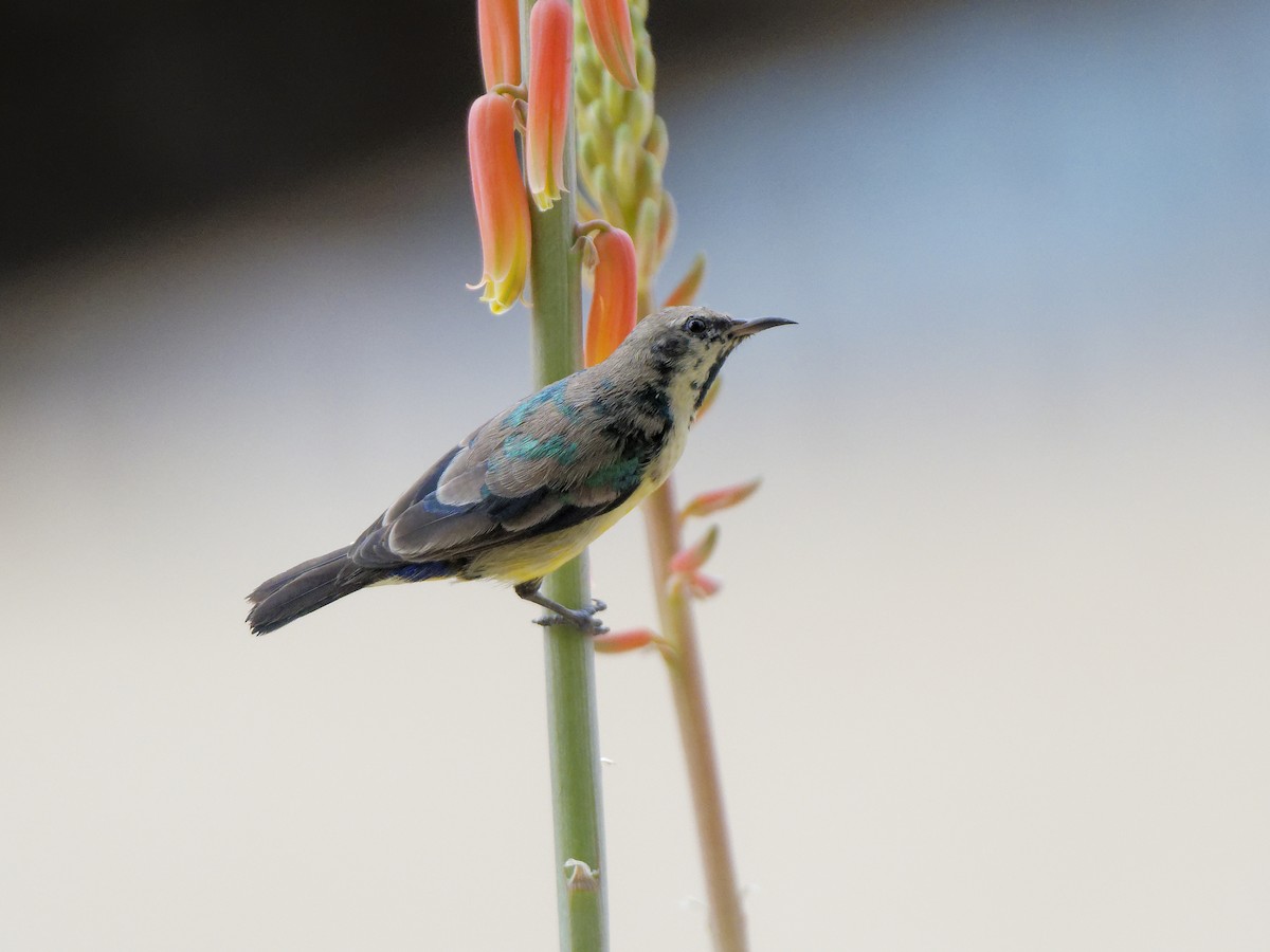 Nile Valley Sunbird - ML646187387