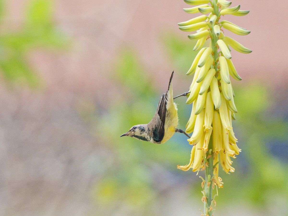 Nile Valley Sunbird - ML646187388