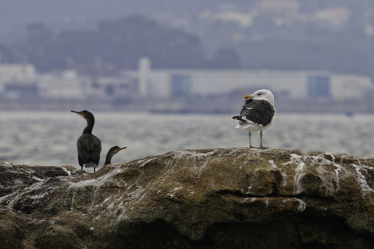 Büyük Kara Sırtlı Martı - ML646187389