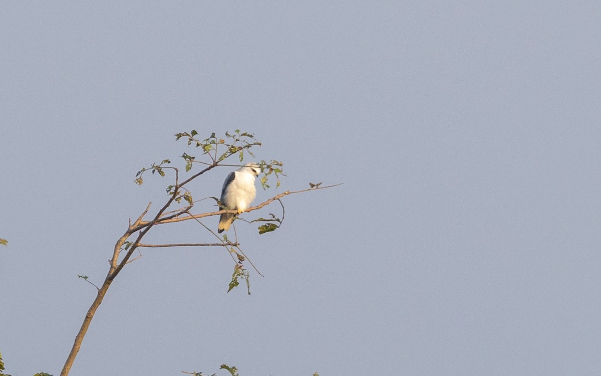 Black-winged Kite - ML646187390
