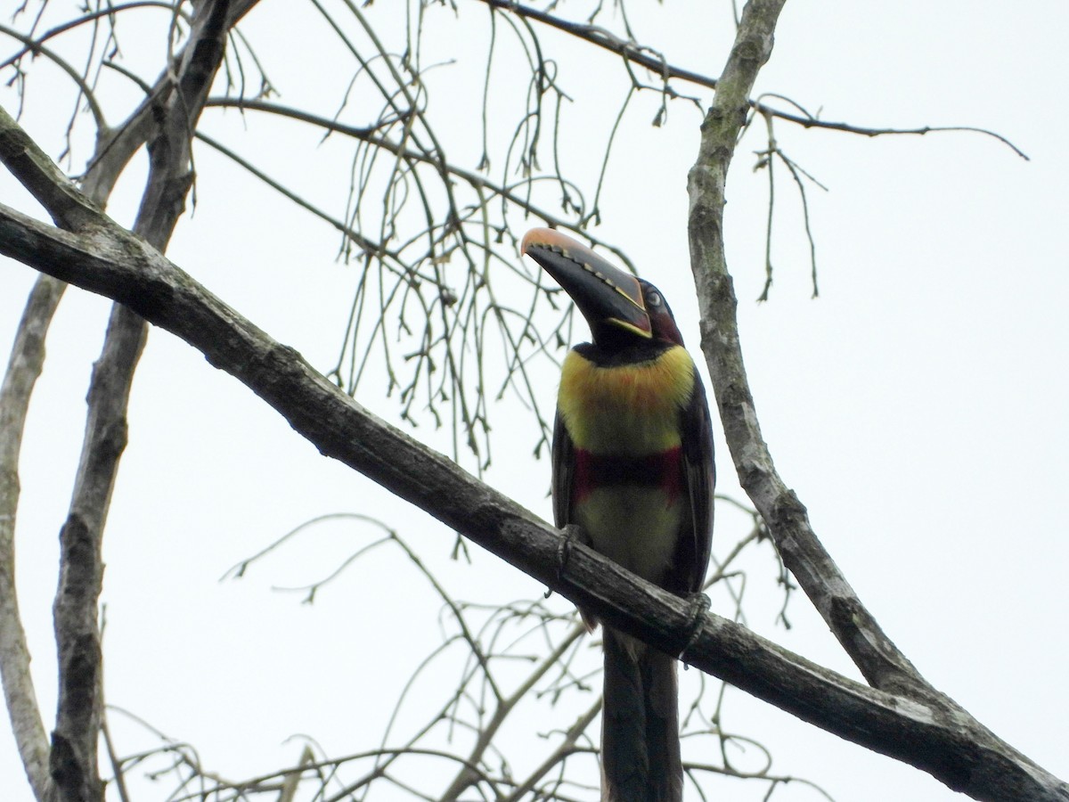 arassari hnědouchý - ML646187396