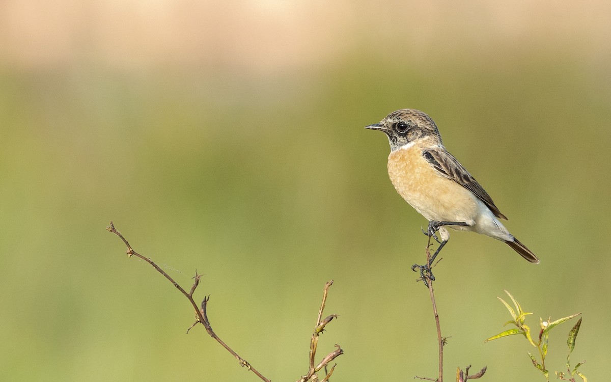 Siberian Stonechat - ML646187400