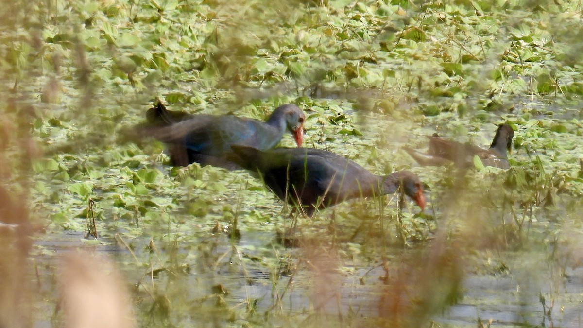 Uroilo urdin burugrisa - ML646187408