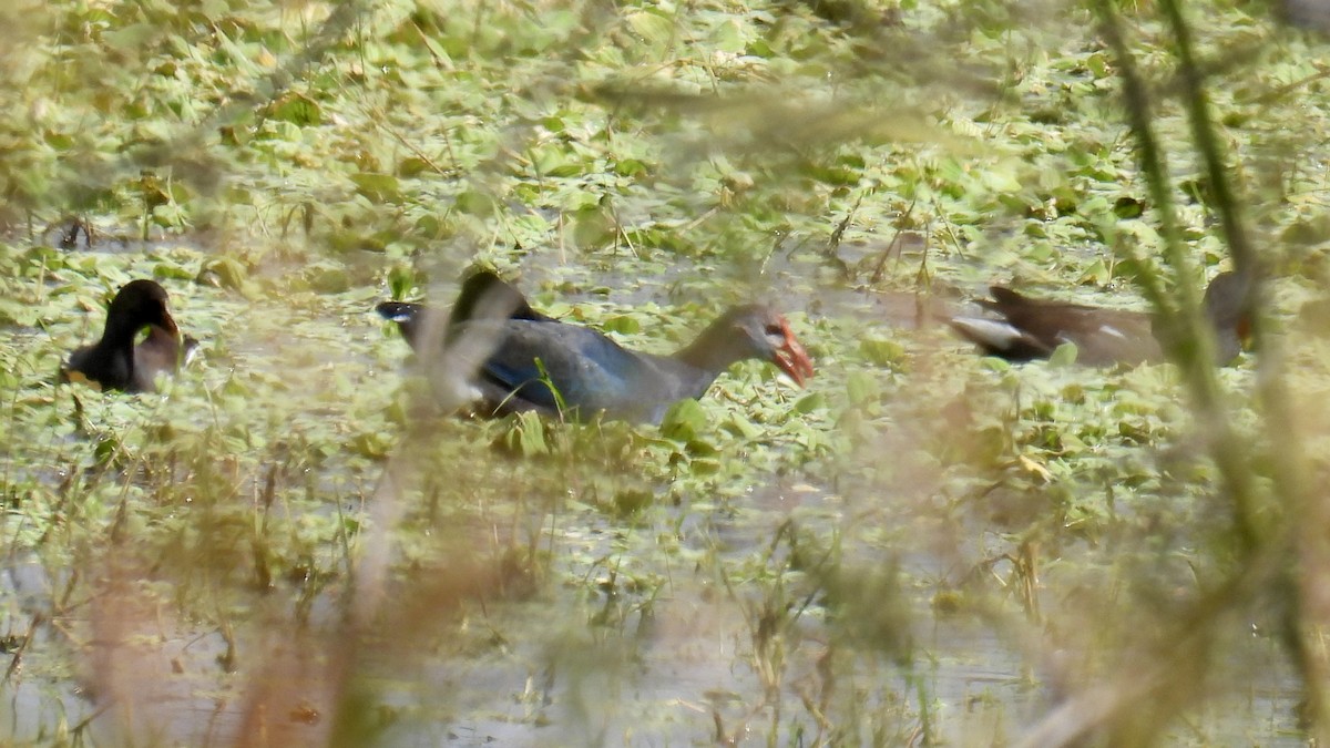 Uroilo urdin burugrisa - ML646187409