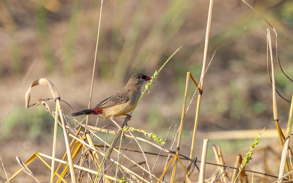 Red Avadavat - ML646187411