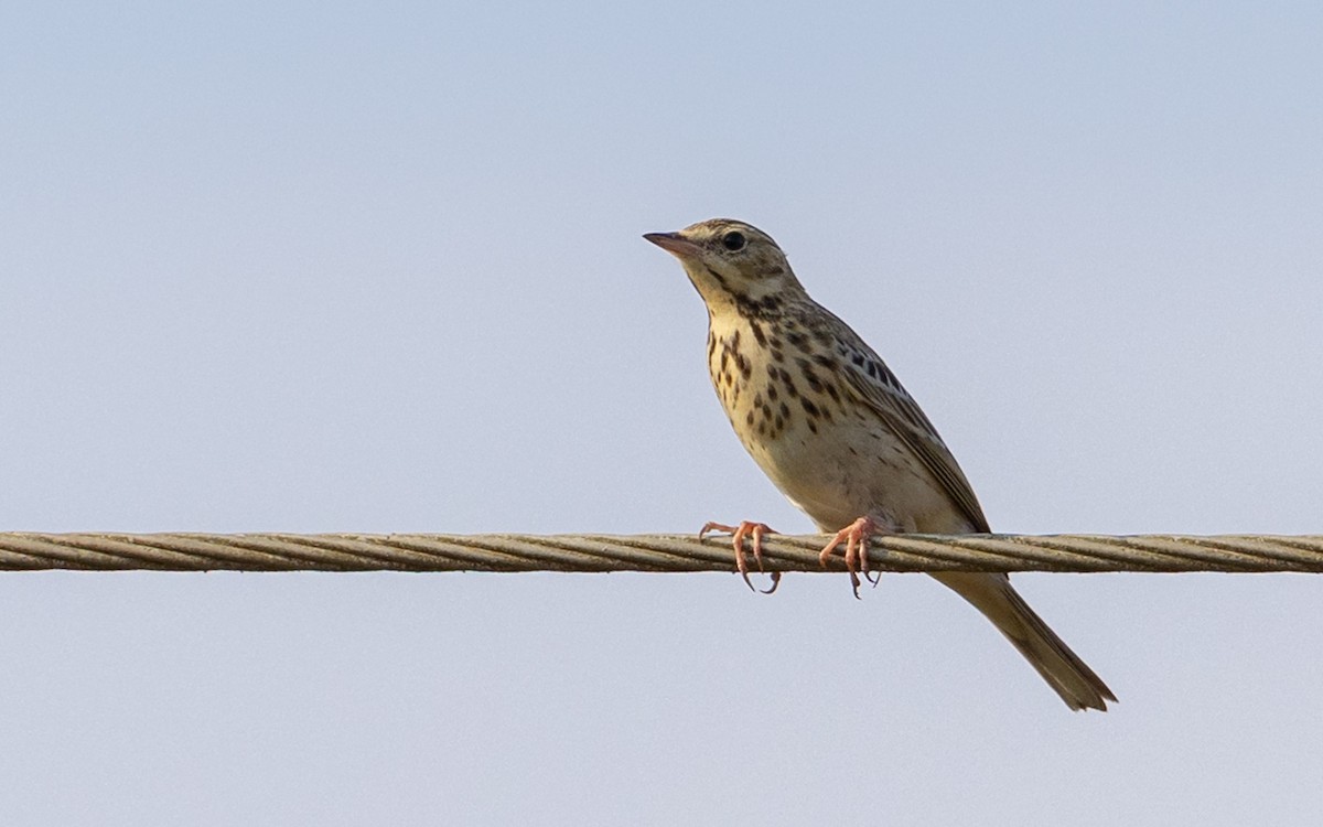 Tree Pipit - ML646187416