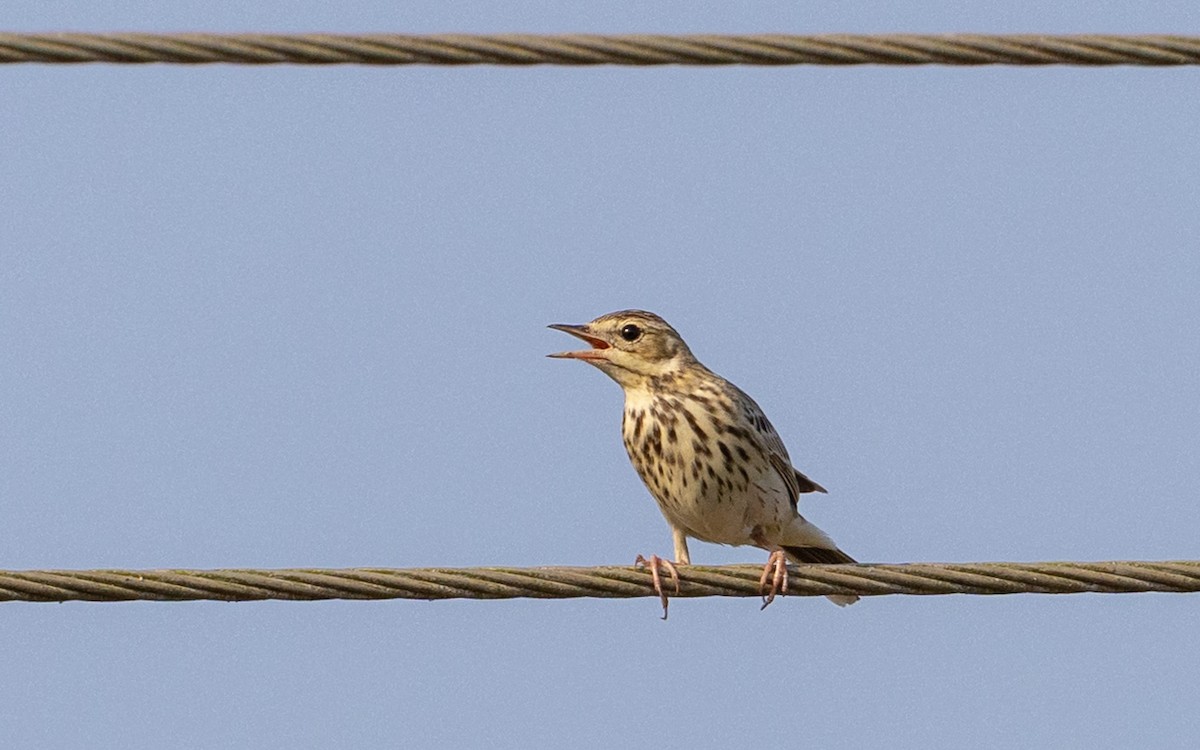 Tree Pipit - ML646187417