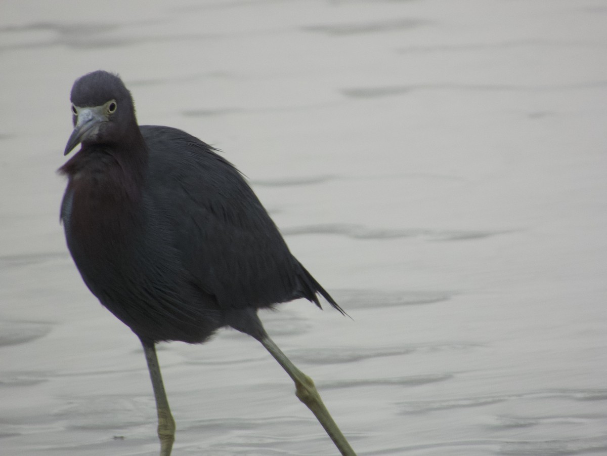 Aigrette bleue - ML646187428