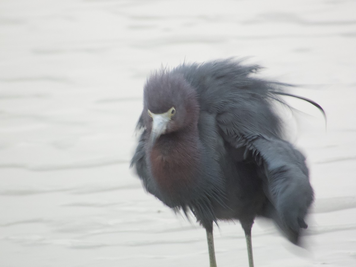 Aigrette bleue - ML646187429