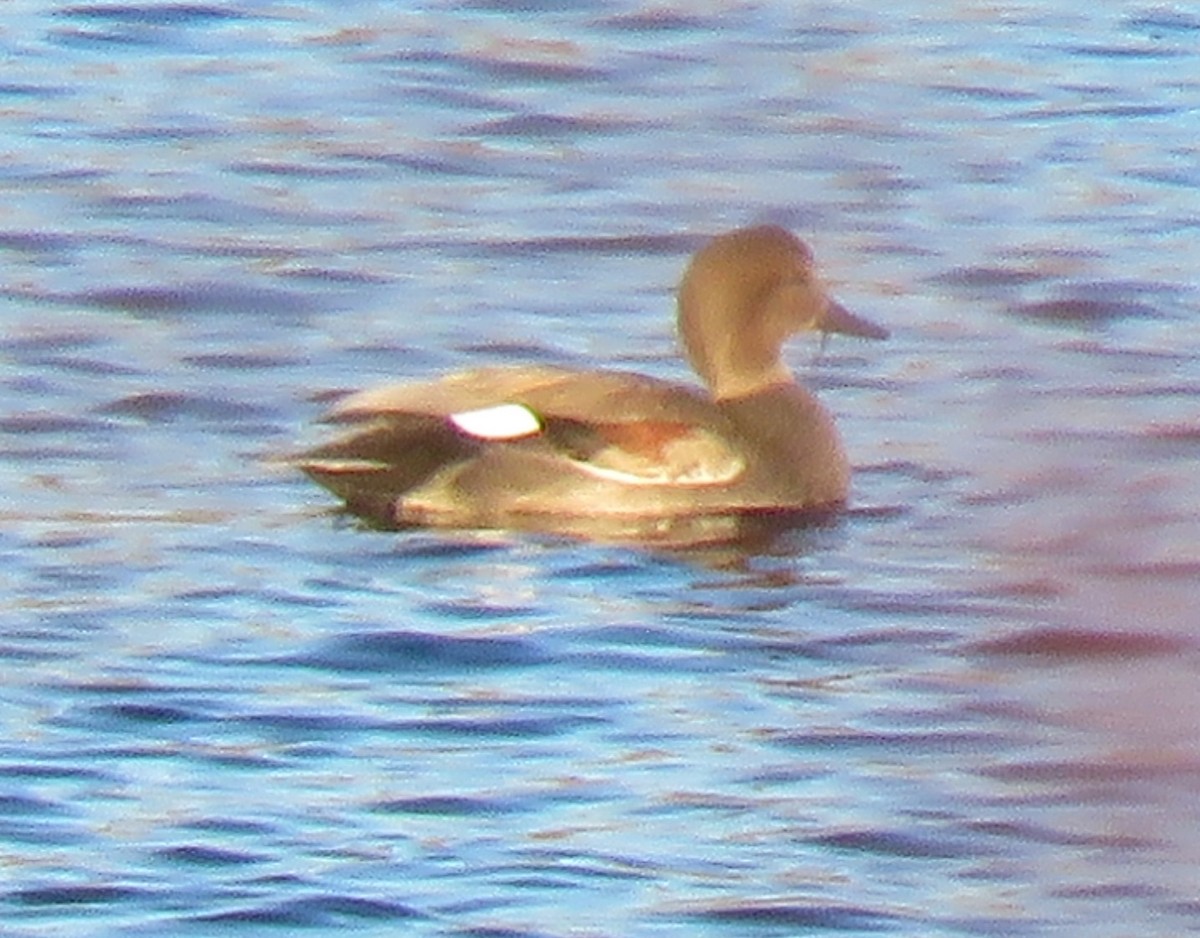 Ipar-ahatea - ML646187434