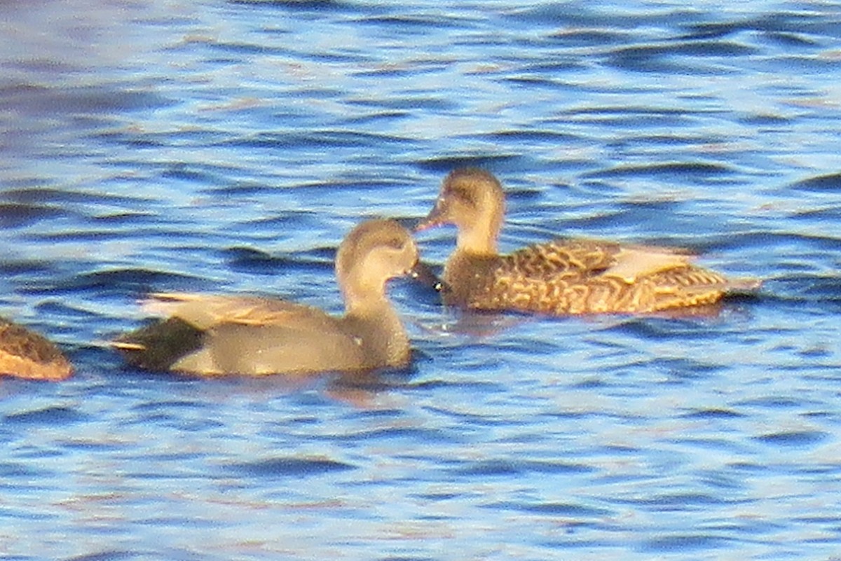 Ipar-ahatea - ML646187435