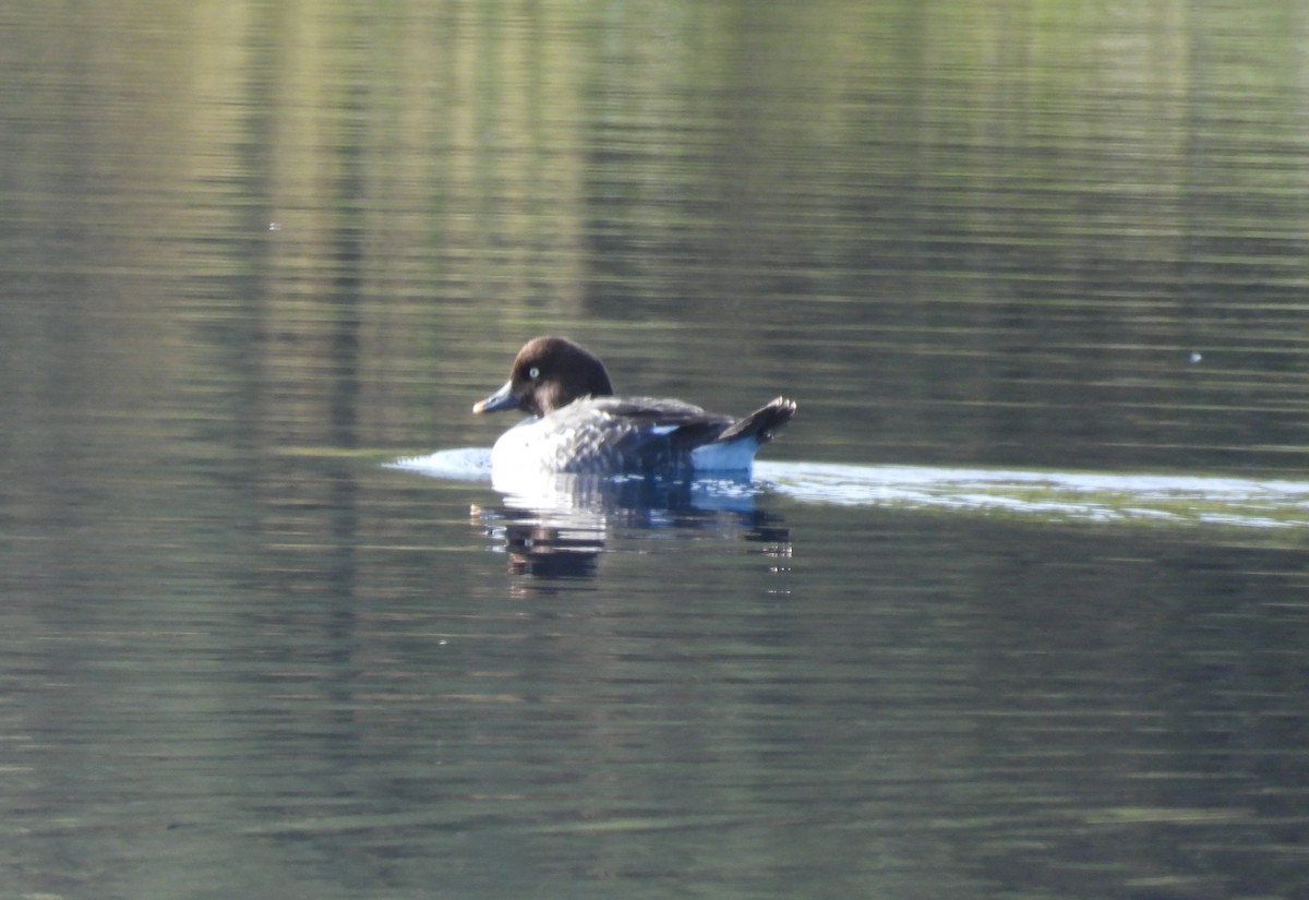 Common Goldeneye - ML646187440